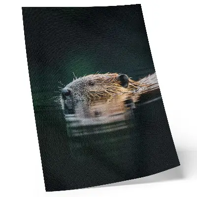 Decorative poster beaver in the water featuring a peaceful nature scene