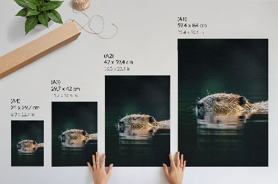 Decorative poster Beaver in the water, peaceful nature, wildness