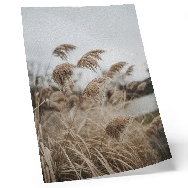 Poster delicate brown and gray blades of grass in a natural atmosphere