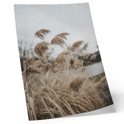 Poster delicate brown and gray blades of grass in a natural atmosphere