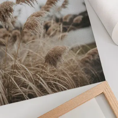 Poster delicate brown and gray blades of grass in a natural atmosphere