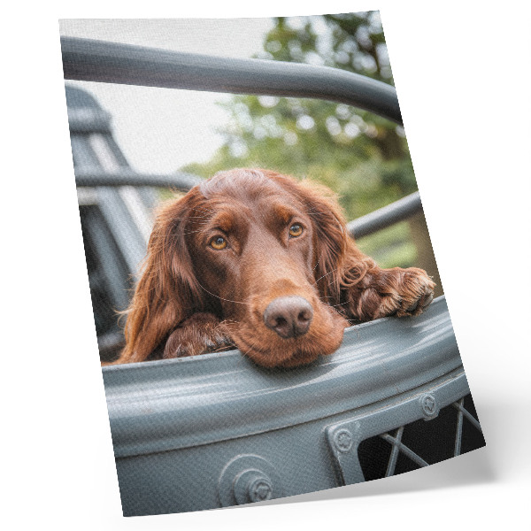 Premium wall art Brown dog by the vehicle green trees