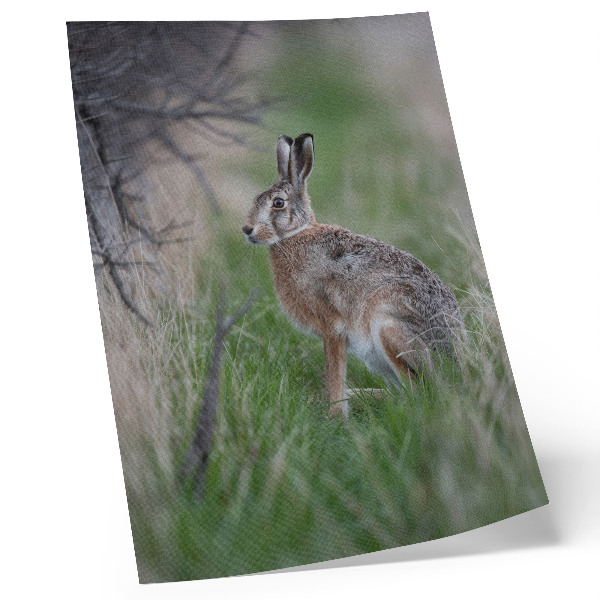 Premium wall art A hare in the grass surrounded by branches and greenery
