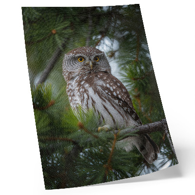Decorative poster Owl on a pine branch nature peace harmony