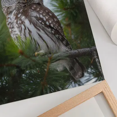 Decorative poster owl on a pine branch illustrating nature peace and harmony