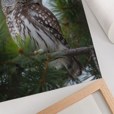 Decorative poster Owl on a pine branch nature peace harmony