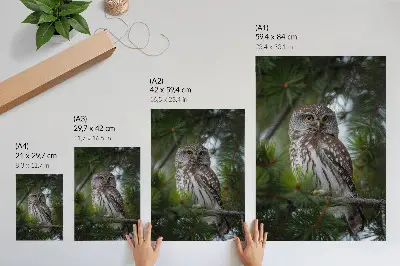 Decorative poster owl on a pine branch illustrating nature peace and harmony