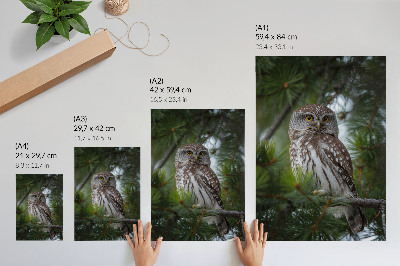 Decorative poster Owl on a pine branch nature peace harmony
