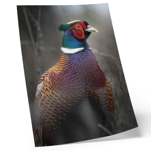 Poster Colorful pheasant feathers intense colors peace