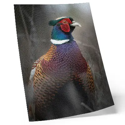 Poster colorful pheasant feathers with intense colors
