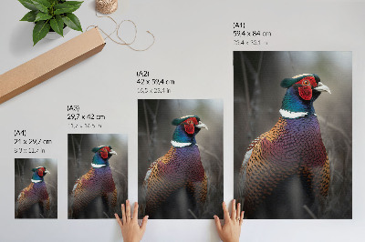 Poster Colorful pheasant feathers intense colors peace