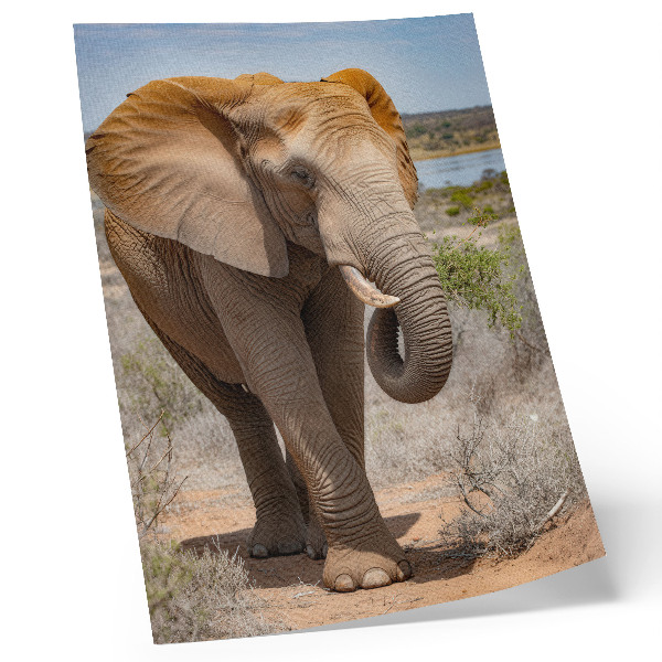 Premium wall art Elephant on the savannah, majestic African nature