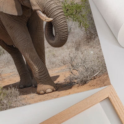 Premium wall art Elephant on the savannah, majestic African nature
