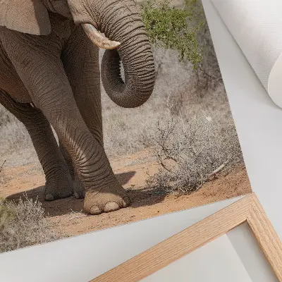 Premium wall art majestic African elephant on the savannah