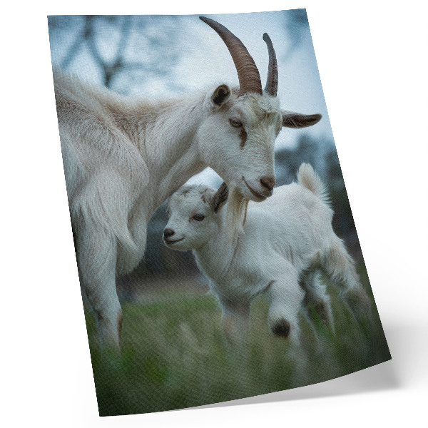 Poster Goats against the backdrop of nature, full of peace and harmony