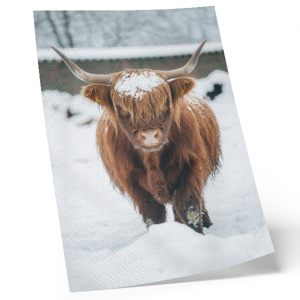 Art print Cattle in the snow: the contrast of animal and nature