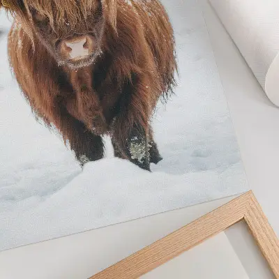 Art print cattle in the snow depicting the contrast of animal and nature