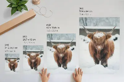 Art print cattle in the snow depicting the contrast of animal and nature
