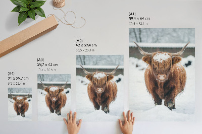 Art print Cattle in the snow: the contrast of animal and nature