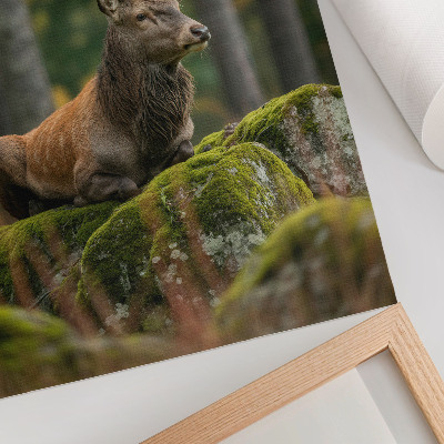 Poster A majestic deer in a forest setting