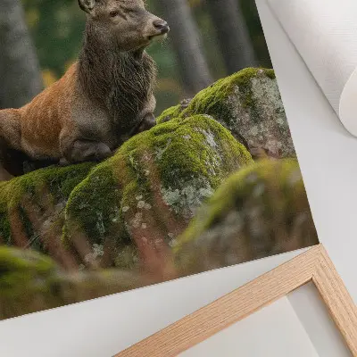Deer poster majestic forest scene