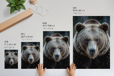 Poster Realistic portrait of a bear, calm and strong