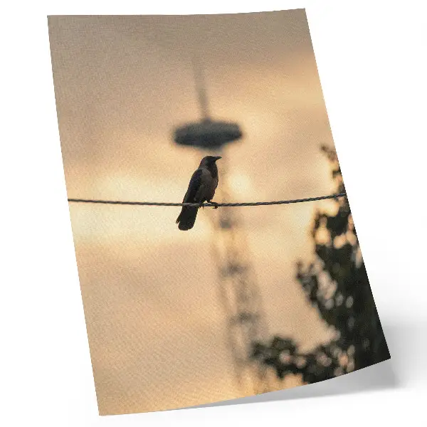 Premium wall art bird on a wire at sunset with a delicate background
