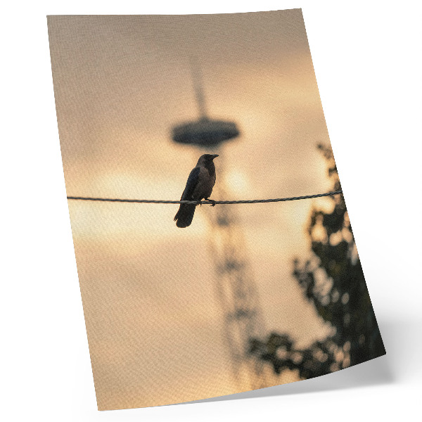 Premium wall art Bird on a wire, evening sky, delicate background