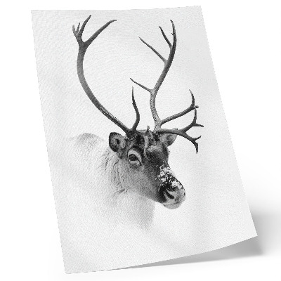 Premium wall art Black and white contrasts majestic reindeer