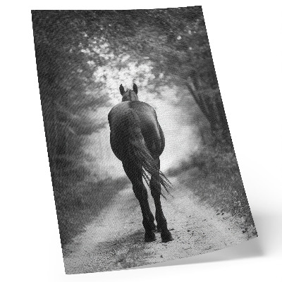 Decorative poster Black and white horse in the forest photography