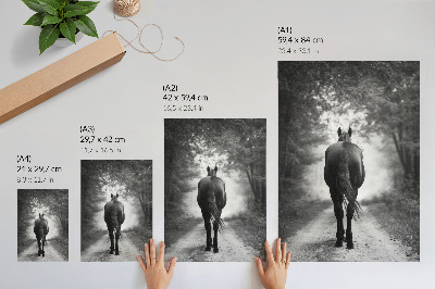 Decorative poster Black and white horse in the forest photography
