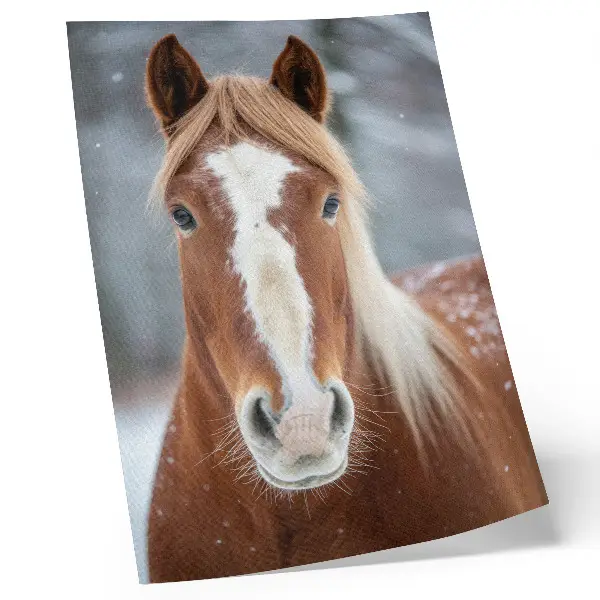 Art print featuring a peaceful winter horse portrait inspired by natural harmony