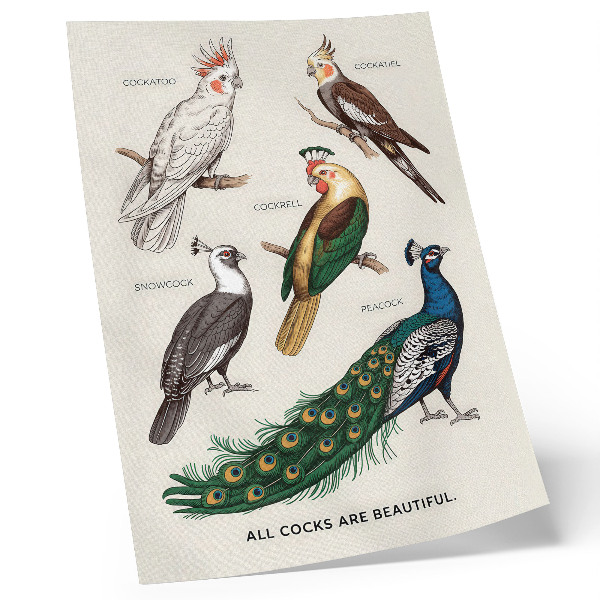 Art print Elegant birds, feathers, diverse colors