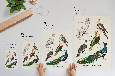 Art print Elegant birds, feathers, diverse colors