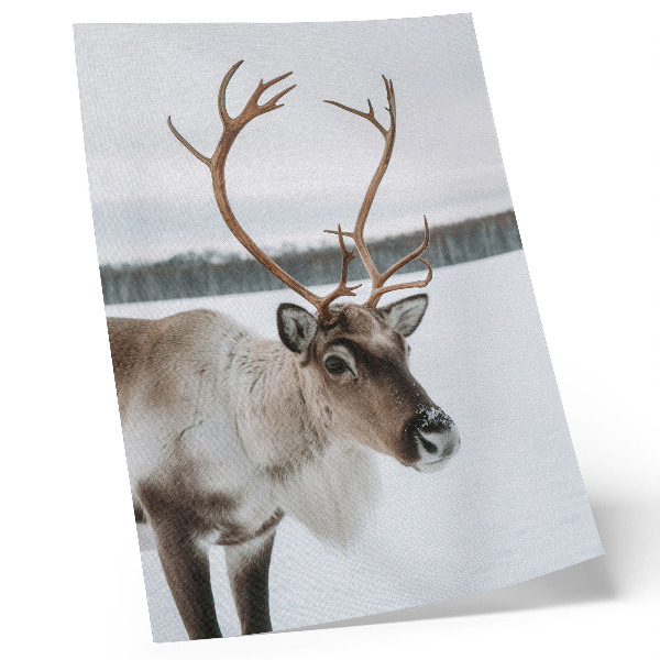 Poster Reindeer in a winter landscape with beige fur
