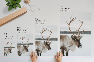 Poster Reindeer in a winter landscape with beige fur