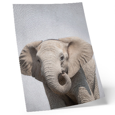 Art print A young elephant on a light background