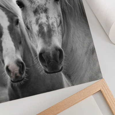 Art print Horses in a monochromatic shot full of elegance