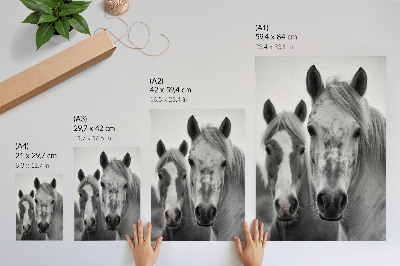 Art print Horses in a monochromatic shot full of elegance