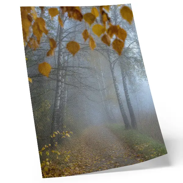 Decorative poster foggy autumn forest with birch trees and yellow leaves