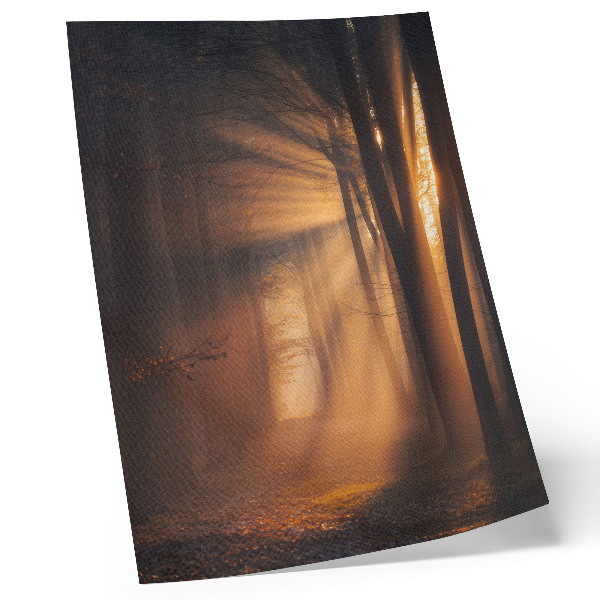 Poster Magical light forest trees sun rays peace