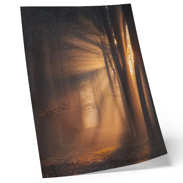 Poster magical sun rays in a peaceful forest