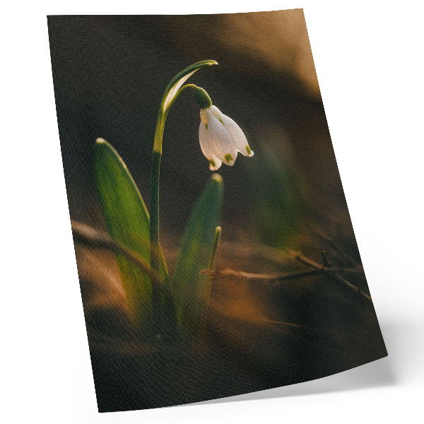 Decorative poster Snowdrop green leaves warm light