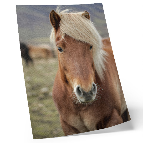 Poster Light mane, brown fur, Icelandic horse