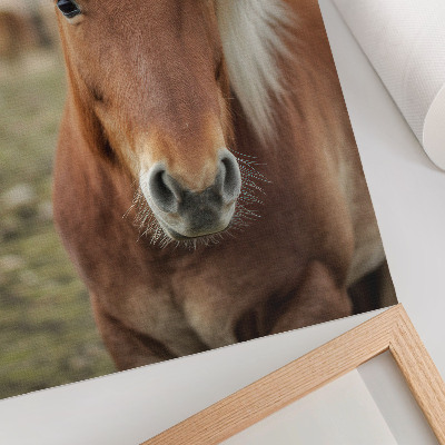 Poster Light mane, brown fur, Icelandic horse