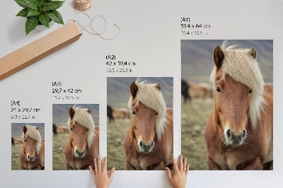 Poster Light mane, brown fur, Icelandic horse
