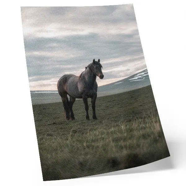 Premium wall art horse in the meadow with morning clouds and a harmonious nature scene