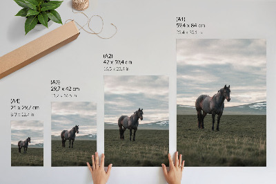 Premium wall art Horse in the meadow, clouds, morning, harmony of nature