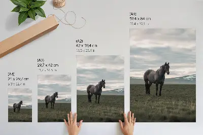 Premium wall art horse in the meadow with morning clouds and a harmonious nature scene