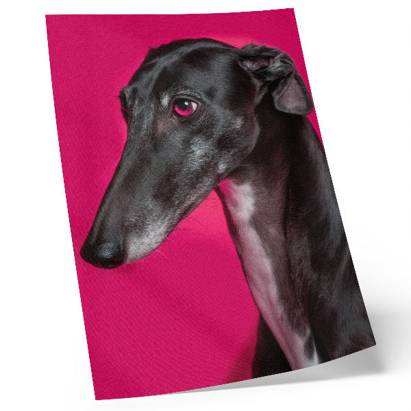 Decorative poster A black and white dog on an intense pink background